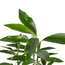 Sweet Lemon / Kumquat(Grafted) - Fruit Plants & Tree