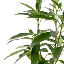 Sweet Lemon / Kumquat(Grafted) - Fruit Plants & Tree