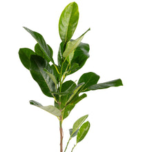 Vietnam Super Early Jackfruit(Grafted) - All Time Jackfruit