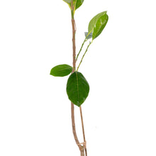 Vietnam Super Early Jackfruit(Grafted) - All Time Jackfruit