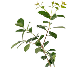 Strawberry Guava - Fruit Plant