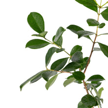 Strawberry Guava - Fruit Plant