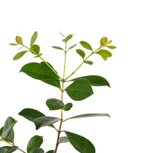 Strawberry Guava - Fruit Plant