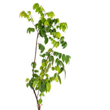 Star Fruit (Grafted)- Fruit Plants & Tree