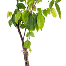 Star Fruit (Grafted)- Fruit Plants & Tree