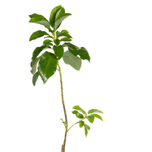 Avocado Hass (Grafted)  - Fruit Plants & Tree