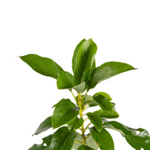 Avocado Hass (Grafted)  - Fruit Plants & Tree