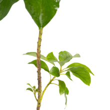 Avocado Hass (Grafted)  - Fruit Plants & Tree