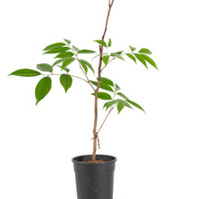 Ice cream bean - Fruit Plant & Tree