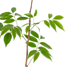 Ice cream bean - Fruit Plant & Tree