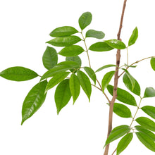 Ice cream bean - Fruit Plant & Tree