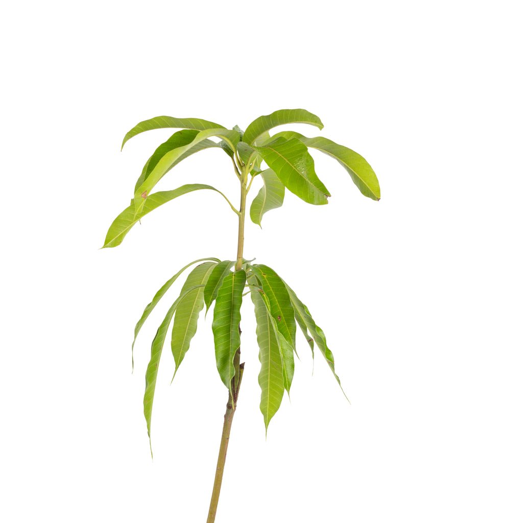 Miyazaki Mango (Grafted)– Exotic Flora