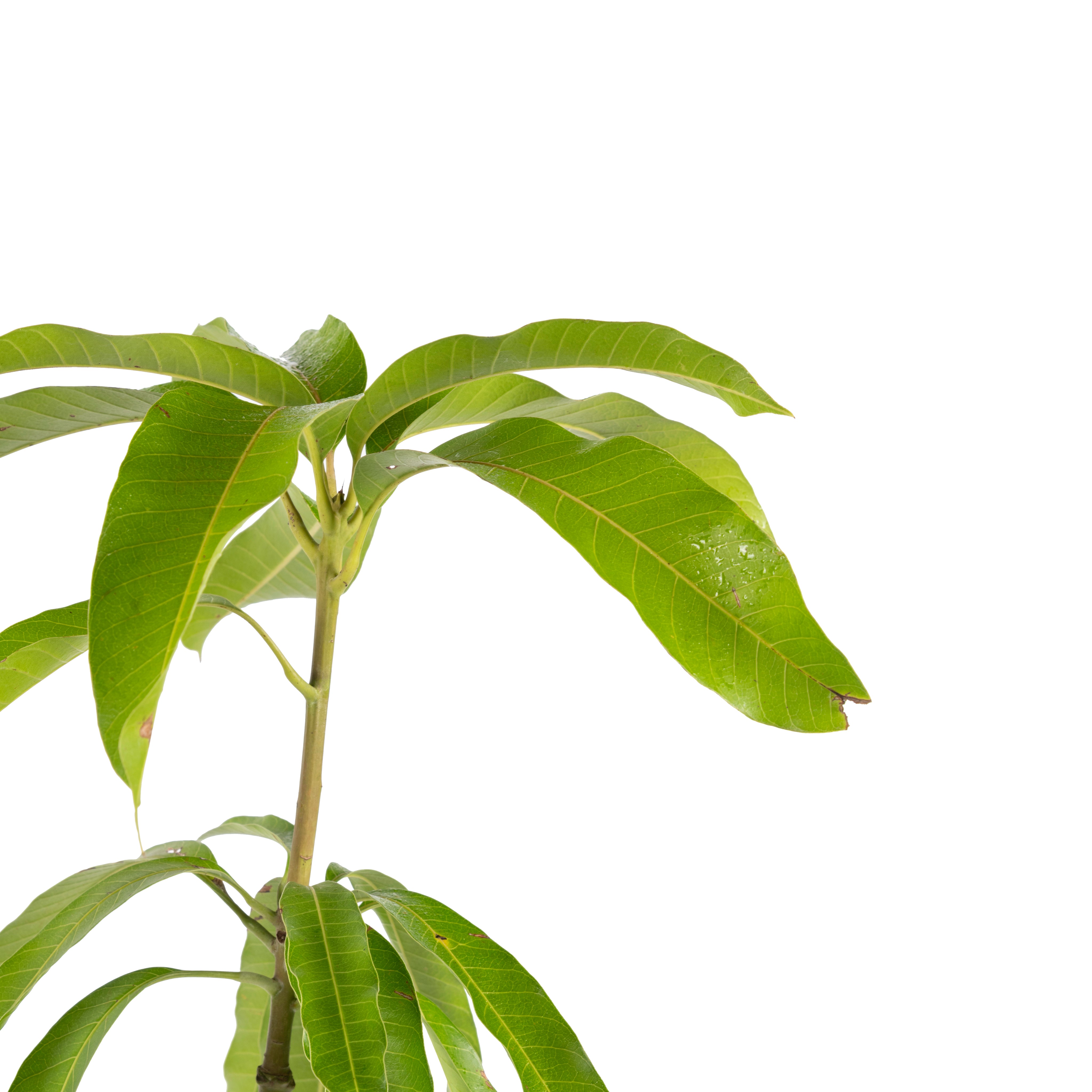 Miyazaki Mango (Grafted)– Exotic Flora