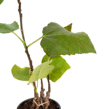 Fig Puna/Anjeer- Fruit Plants & Tree