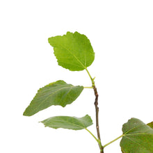 Fig Puna/Anjeer- Fruit Plants & Tree