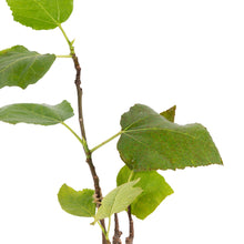 Fig Puna/Anjeer- Fruit Plants & Tree