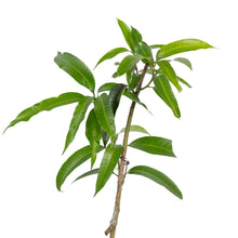 Golden Nam Dok Mai Mango (Grafted) Semi Dwarf - Fruit Plants