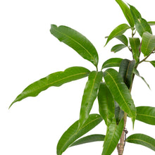 Golden Nam Dok Mai Mango (Grafted) Semi Dwarf - Fruit Plants