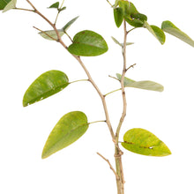 Red Sanders/Red Sandalwood - Avenue Trees