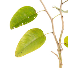 Red Sanders/Red Sandalwood - Avenue Trees