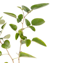 Red Sanders/Red Sandalwood - Avenue Trees