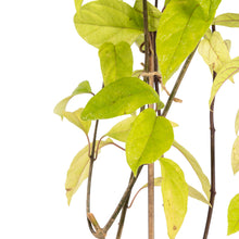 Bleeding Heart Vine White - Creepers & Climbers