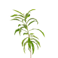 Cannonball / Kailash Pati - Avenue Trees