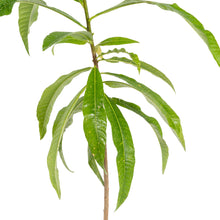 Cannonball / Kailash Pati - Avenue Trees