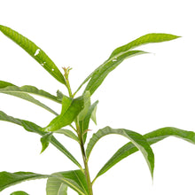 Cannonball / Kailash Pati - Avenue Trees