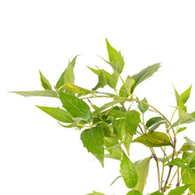 Coral Jasmine / Parijatham - Top Perfuming Plants