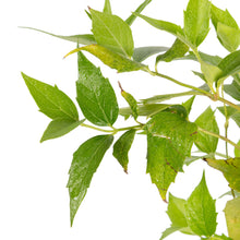 Coral Jasmine / Parijatham - Top Perfuming Plants