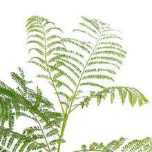 Jacaranda mimosifolia / Neel Mohar - Avenue Trees