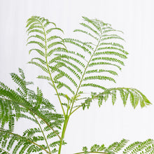 Jacaranda mimosifolia / Neel Mohar - Avenue Trees