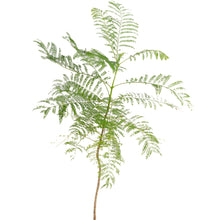 Jacaranda mimosifolia / Neel Mohar - Avenue Trees