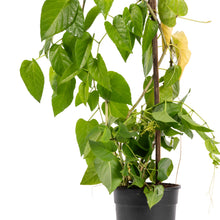 Cissus nodosa/Princess vine - Creepers & Climbers