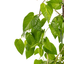 Cissus nodosa/Princess vine - Creepers & Climbers