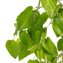 Cissus nodosa/Princess vine - Creepers & Climbers