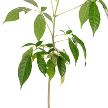 Tabebuia rosea  - Avenue Trees