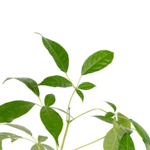 Tabebuia rosea  - Avenue Trees