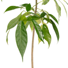 Tabebuia rosea  - Avenue Trees