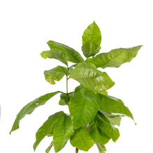 Petrea Volubilis - Creepers & Climbers