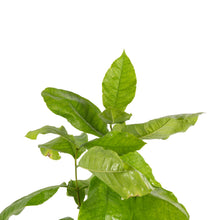 Petrea Volubilis - Creepers & Climbers