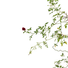 Rosa Crimson Glory Red - Creeper & Climbers