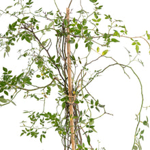 Rosa Crimson Glory Red - Creeper & Climbers