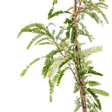 Amla Banaras(Grafted)- Fruit Plants