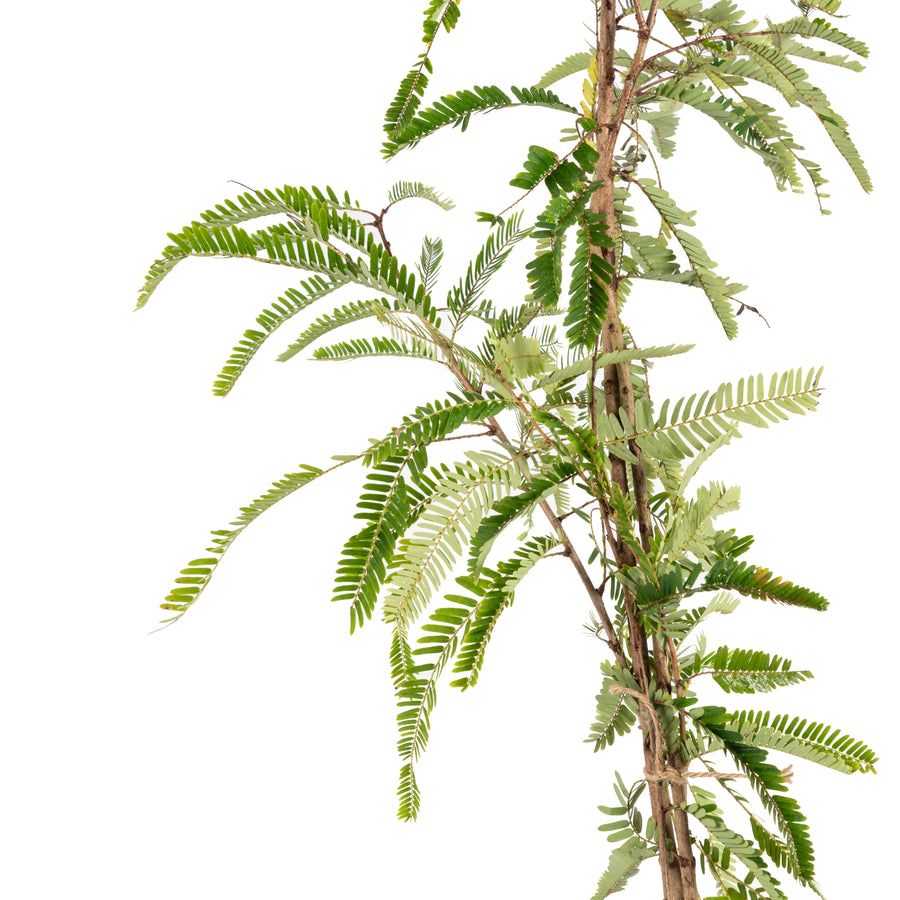 Banarasi Amla Fruit View