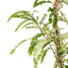 Amla Banaras(Grafted)- Fruit Plants