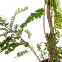 Amla Banaras(Grafted)- Fruit Plants