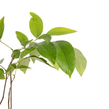 Cassia fistula / Indian laburnum - Avenue Trees