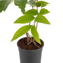 Cassia fistula / Indian laburnum - Avenue Trees